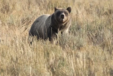 Trail Walker Injured by Bear in Wilderness Area Air Lifted to Hospital