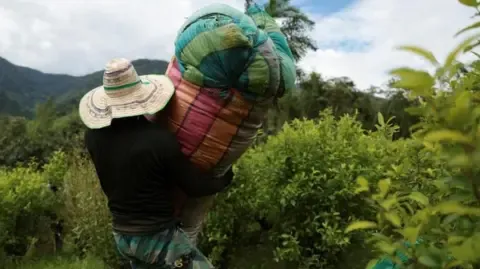 United States Designates Colombia as Non-Cooperative in Drug War