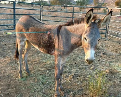 Donkey Healing After Recent Bow Assault on Feral Donkeys in California