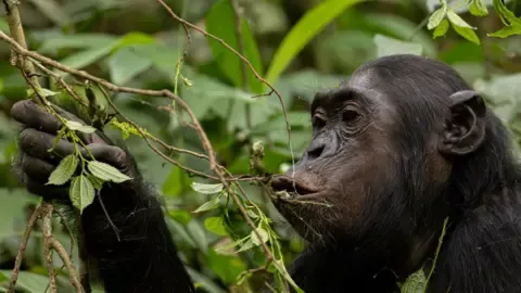 Chimpanzees Consuming an Amount Equal of One Lager Per Day from Overripe Fruit, Study Shows