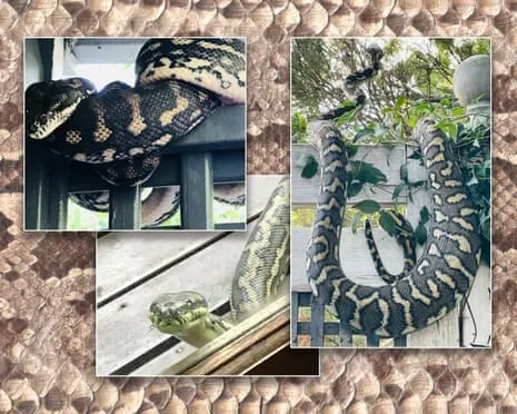 Accepting the Snakes in the Roof: A Journey from Anxiety to Respect