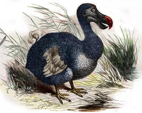 Researchers Assert They Have Achieved a ‘Key Milestone’ in Resurrecting the Extinct Bird for the Very First Occasion in 300 Years